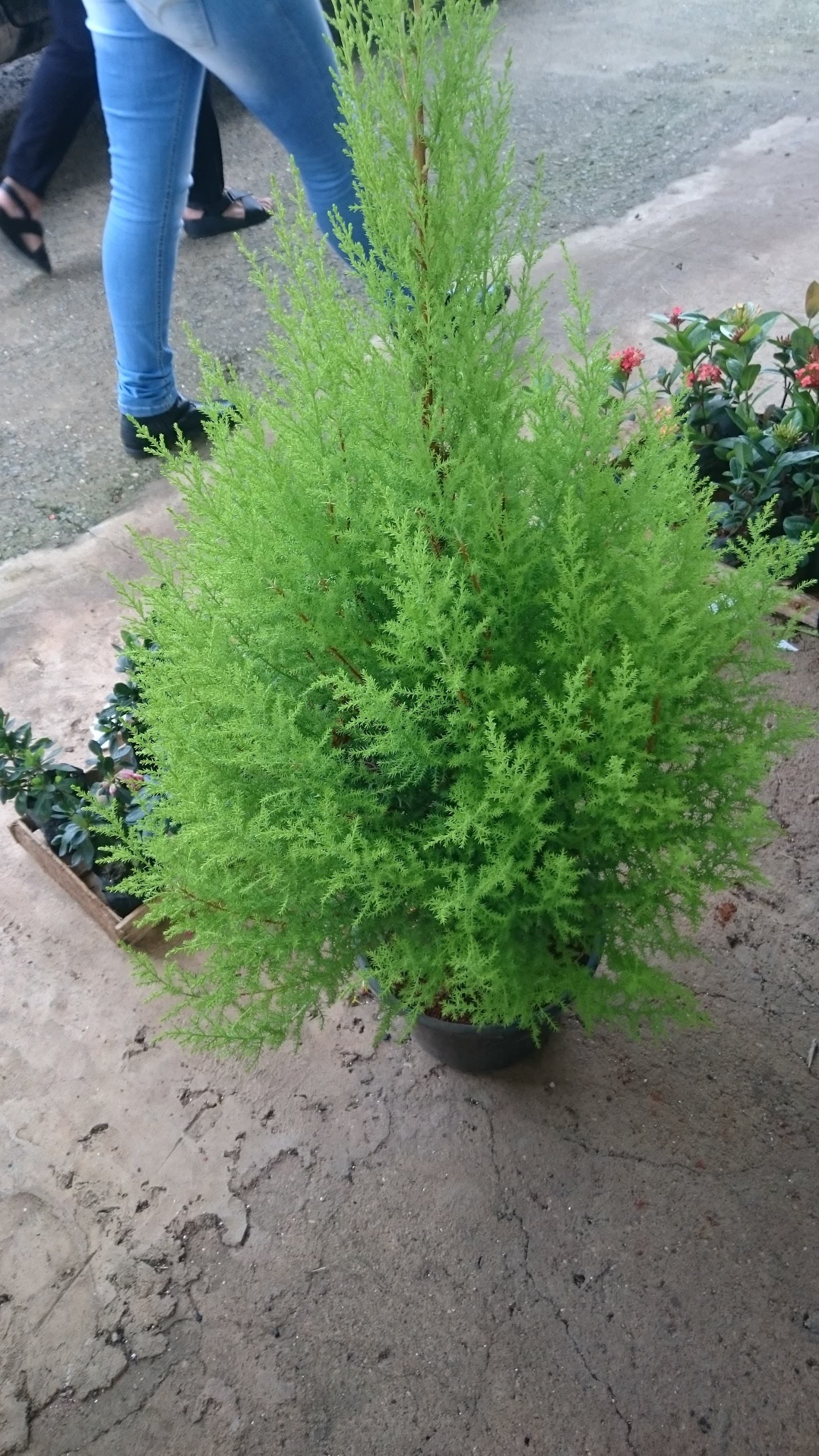 GALEGO FLORA - foto 5