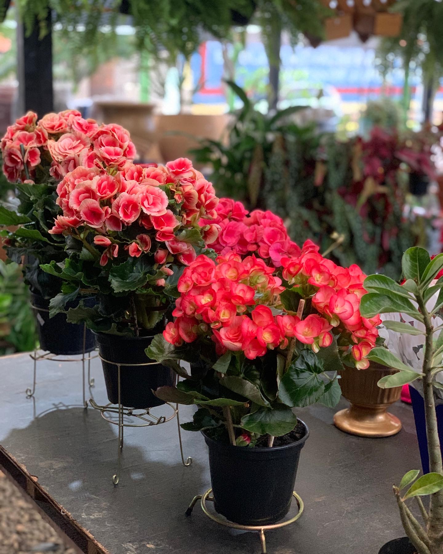 Flora Rodrigues Cerquilho - foto 10