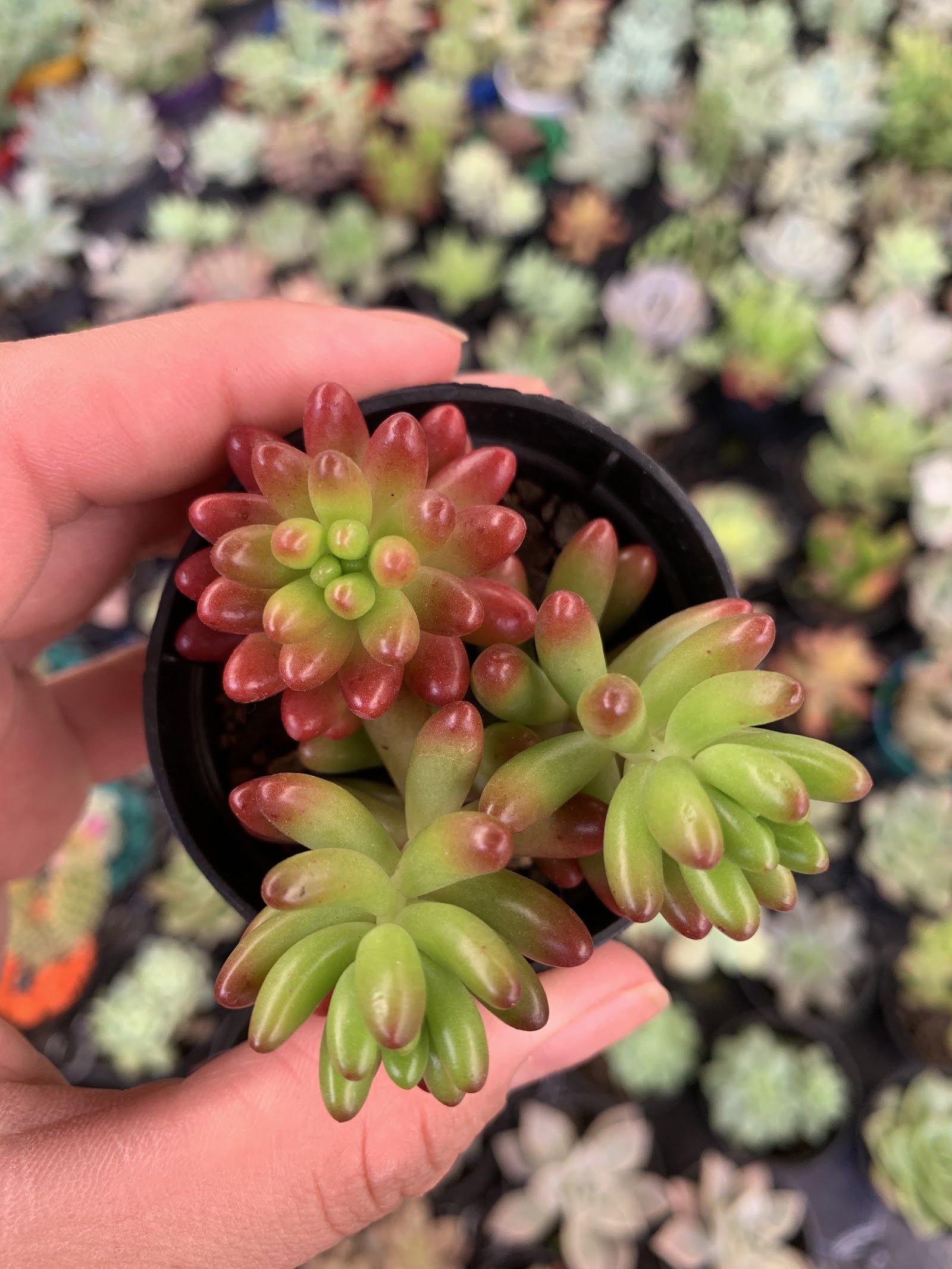 Flora Rodrigues Cerquilho - foto 2