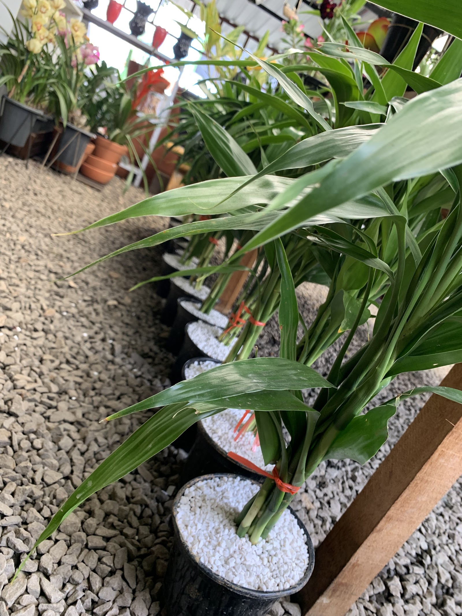 Flora Rodrigues Cerquilho - foto 3