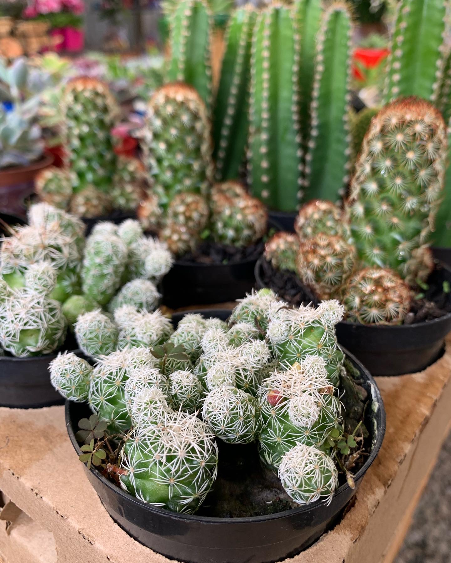 Flora Rodrigues Cerquilho - foto 5