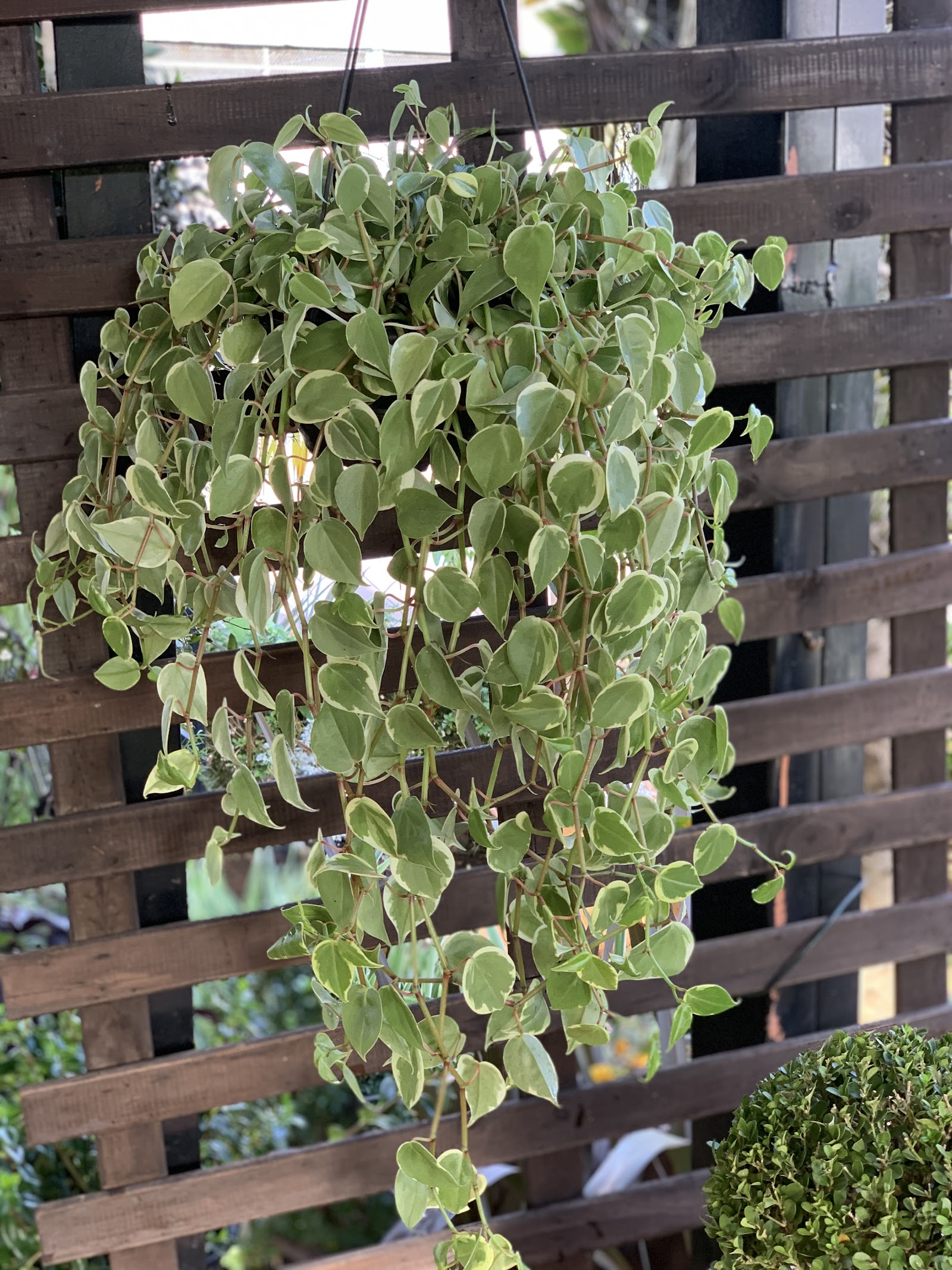 Flora Rodrigues Cerquilho - foto 7