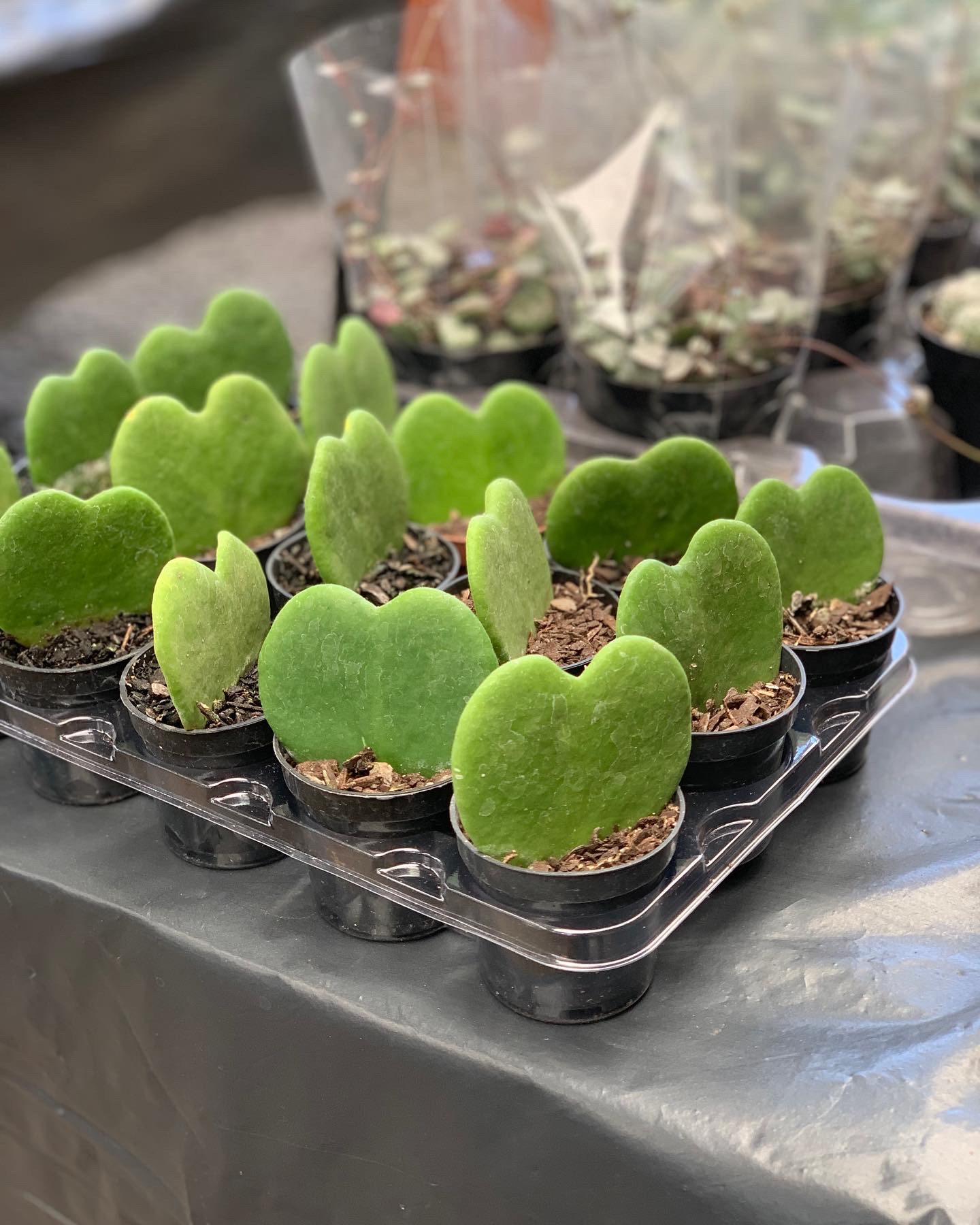 Flora Rodrigues Cerquilho - foto 8