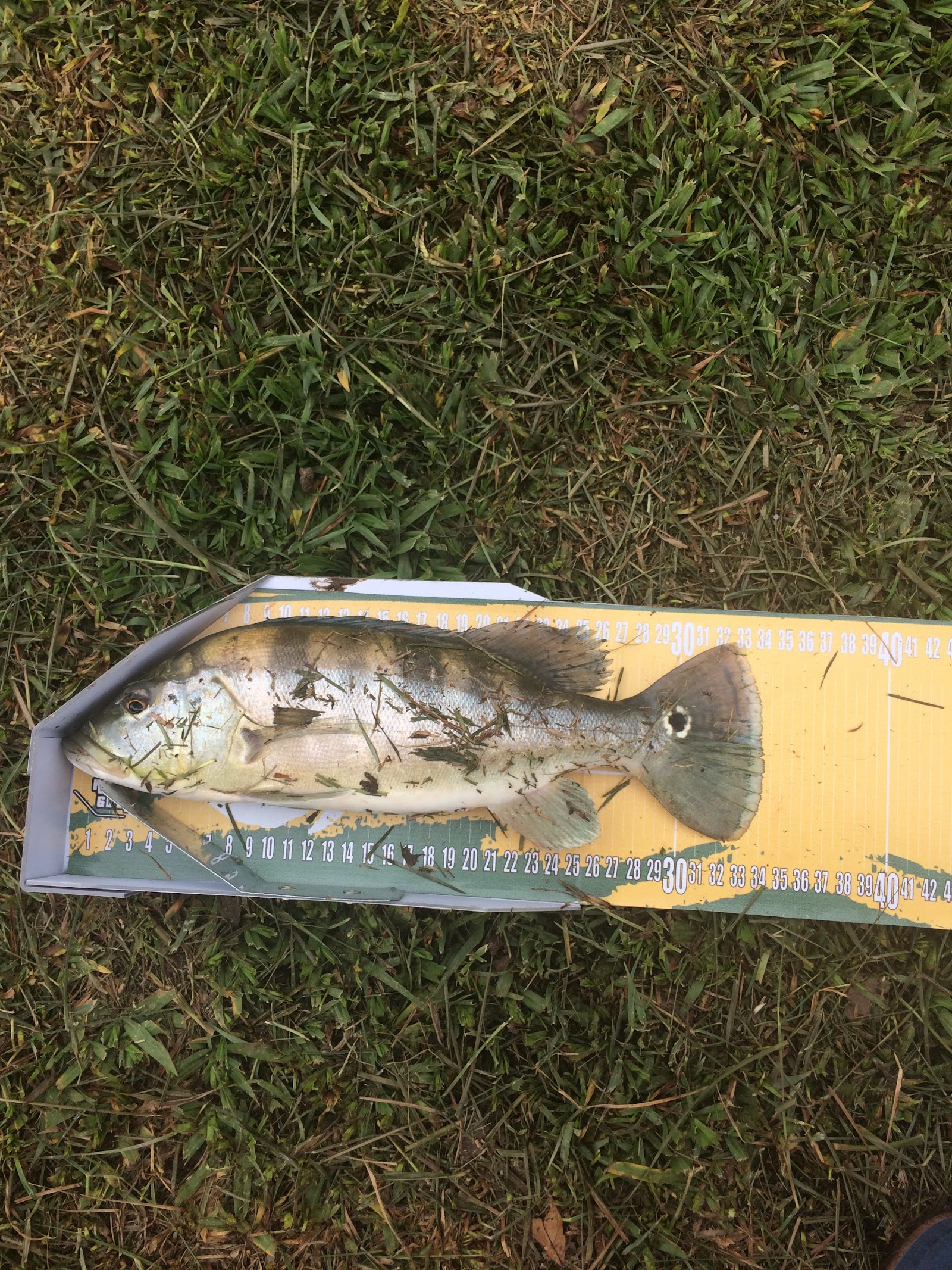 3 Irmãos Pesca e Lazer - foto 4