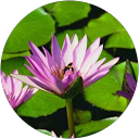 Sandra Gorodniuk Braff