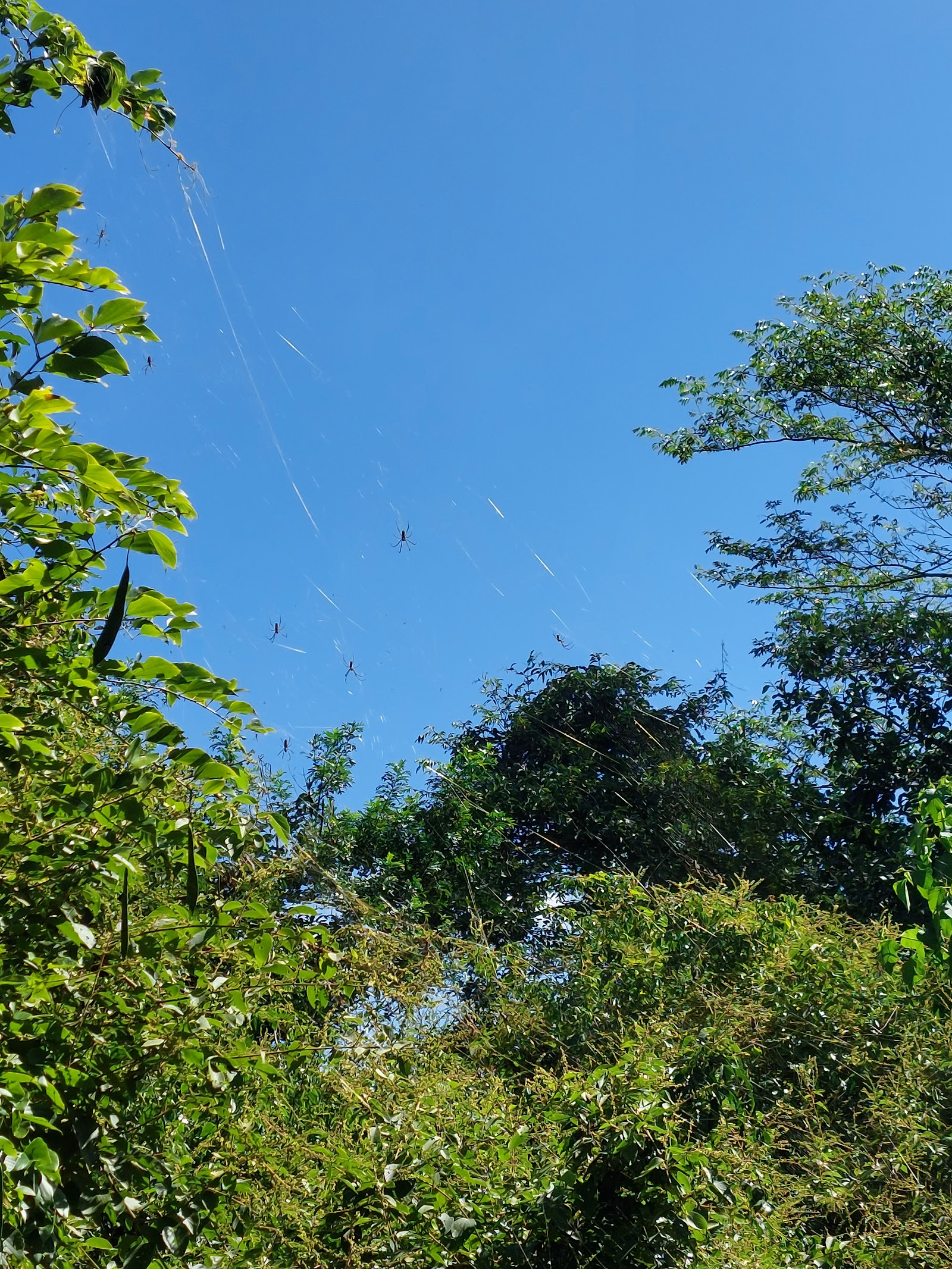 Parque Natural Municipal Cachoeira da Marta - foto 5