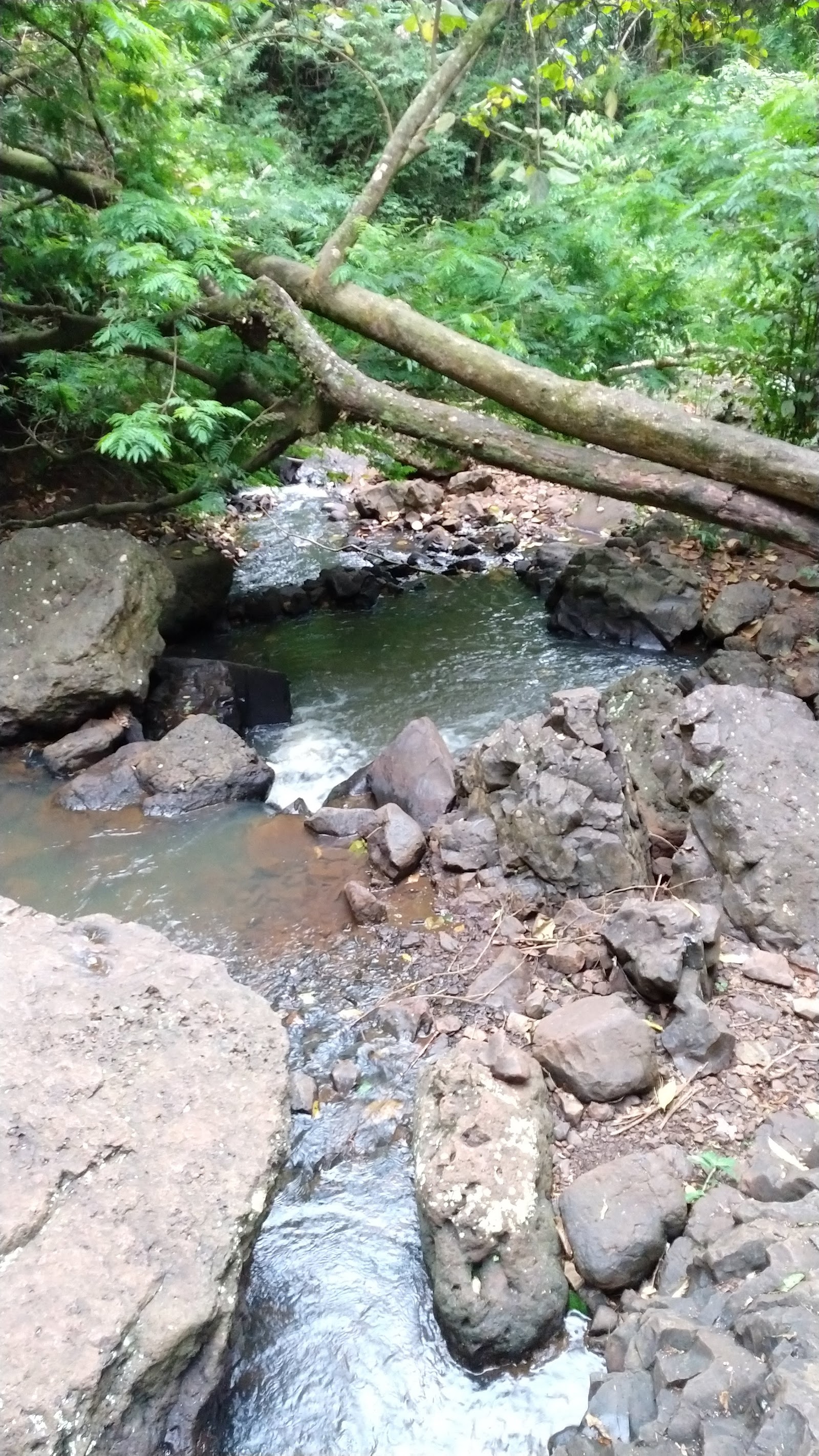 Parque Natural Municipal Cachoeira da Marta - foto 9