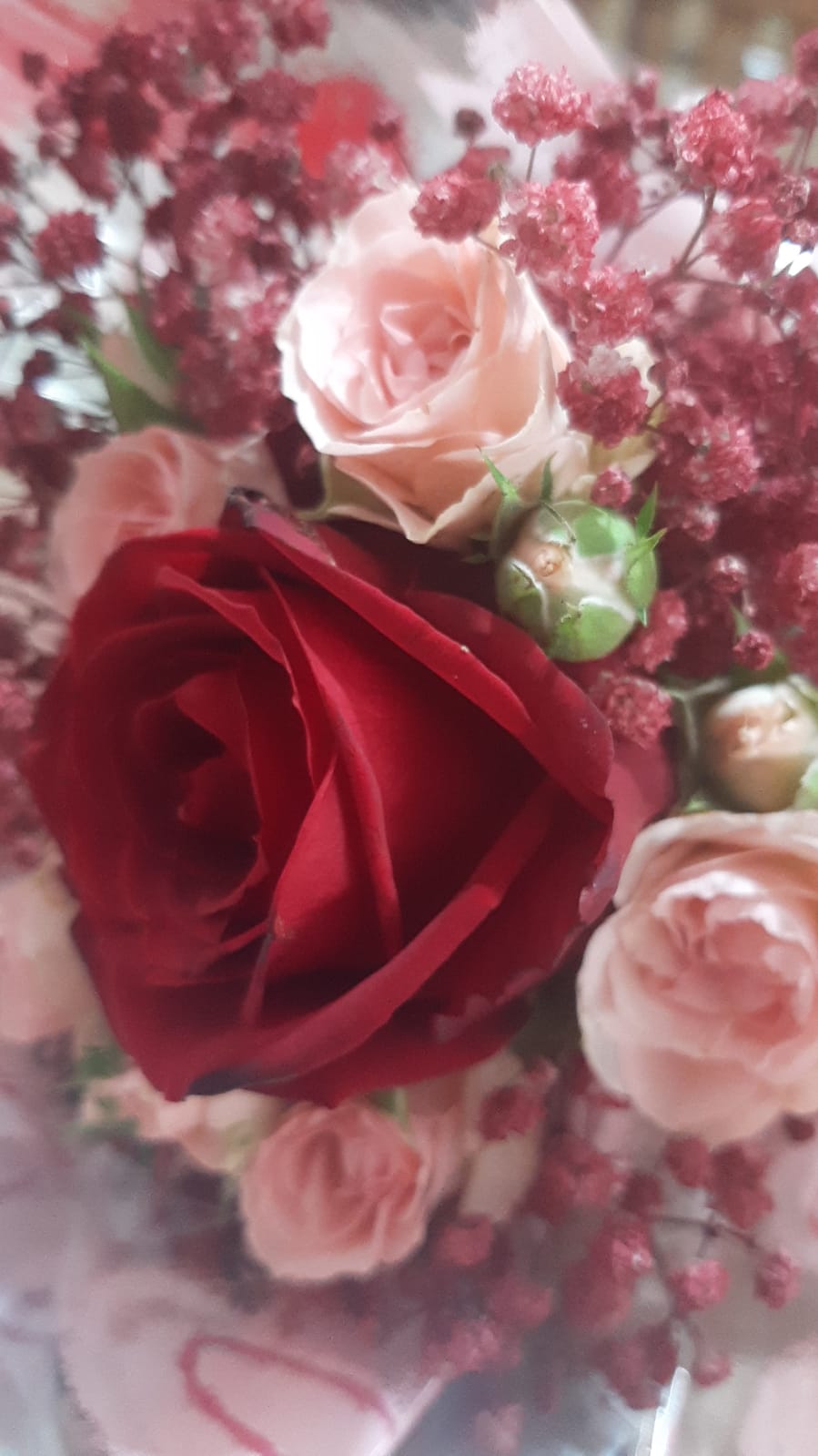 GALEGO FLORA - foto 3