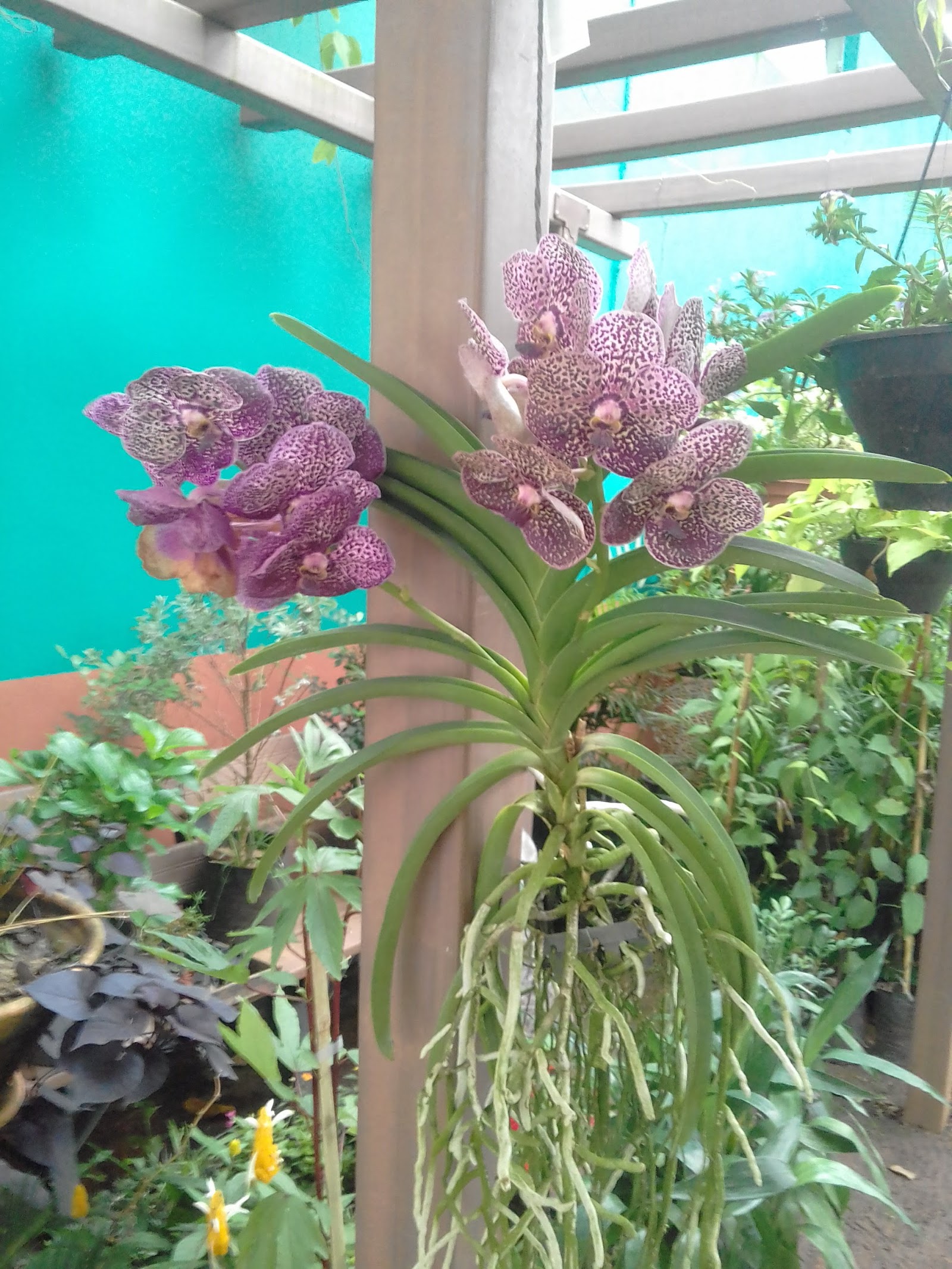 GALEGO FLORA - foto 4