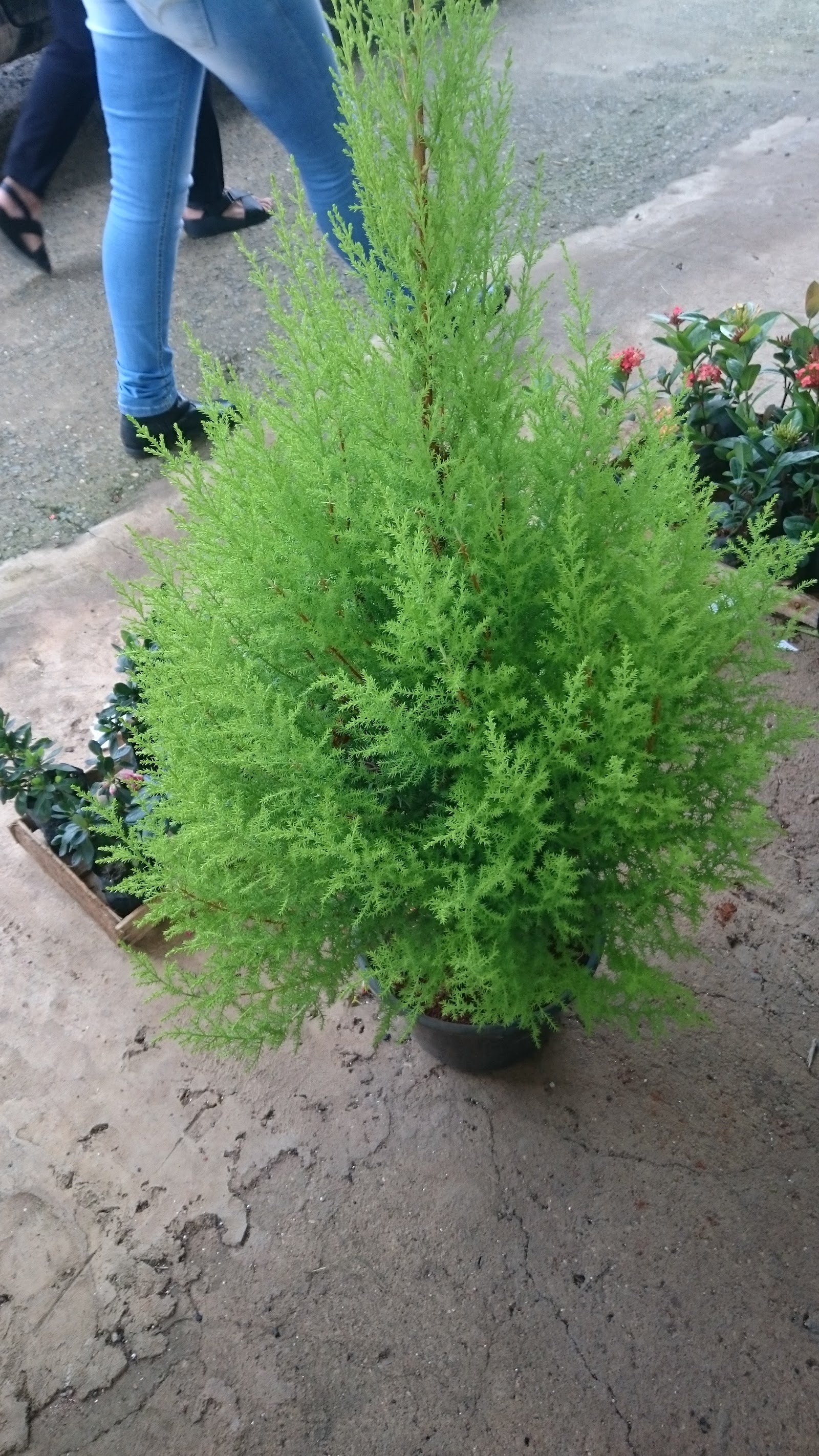 GALEGO FLORA - foto 5