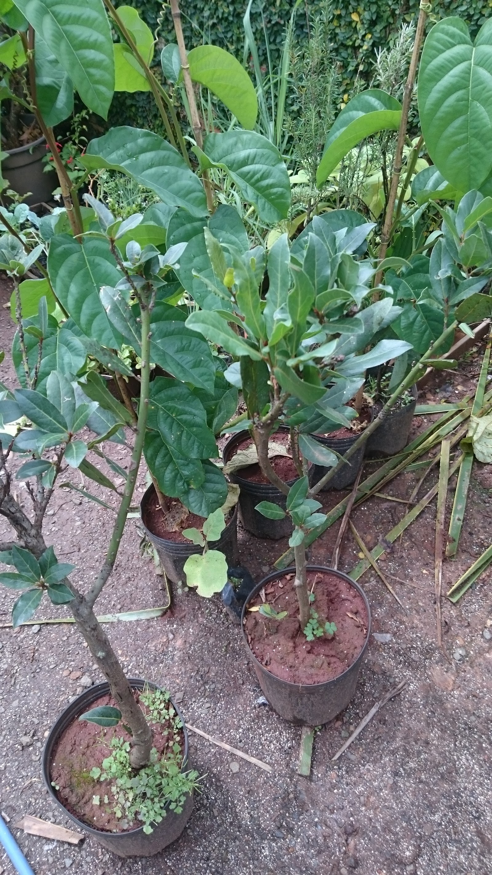 GALEGO FLORA - foto 6