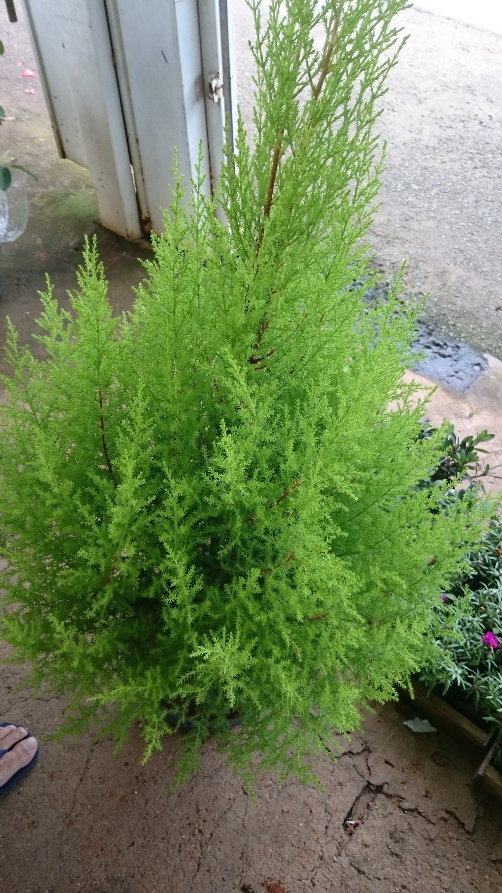 GALEGO FLORA - foto 7