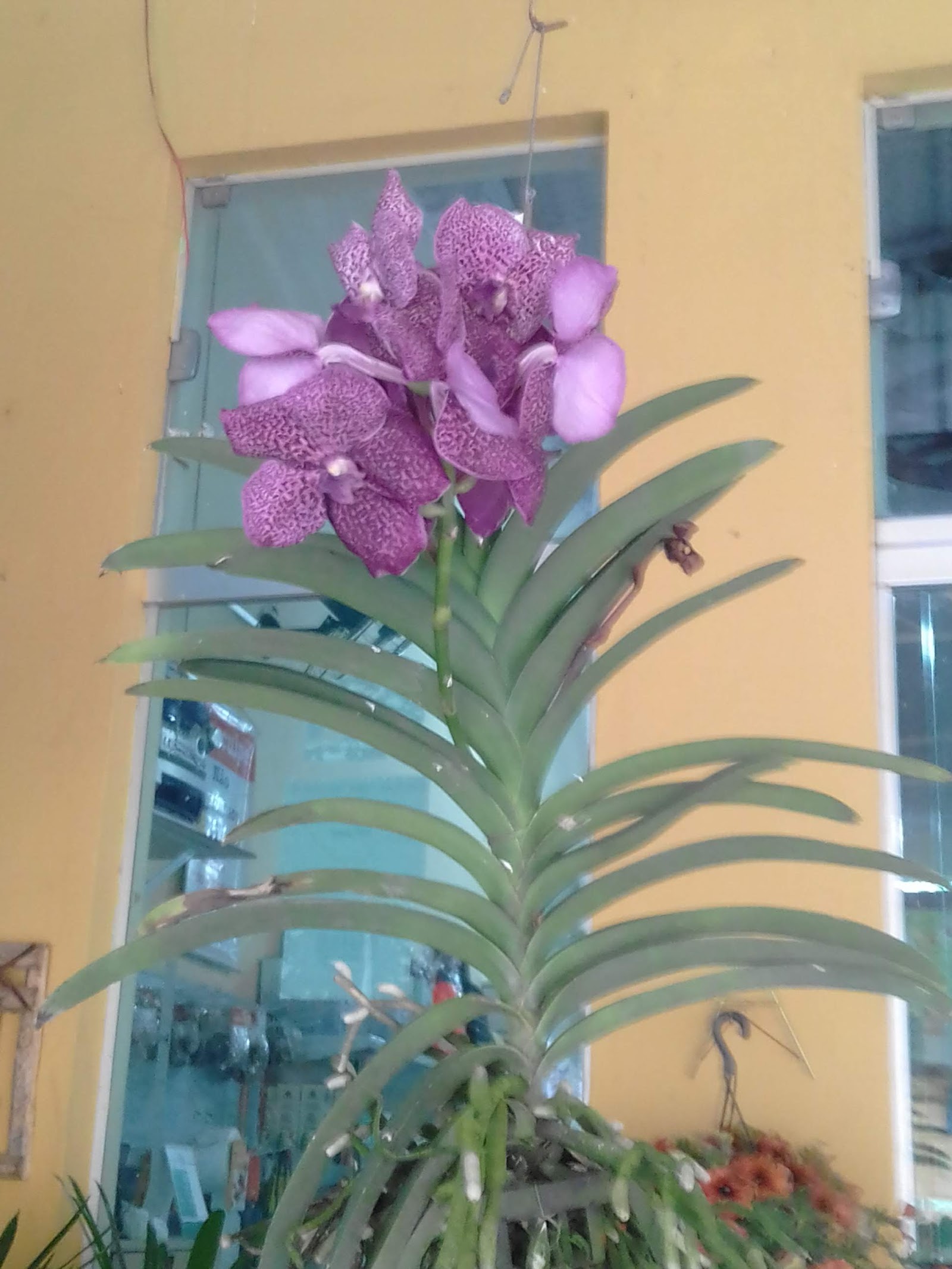 GALEGO FLORA - foto 8