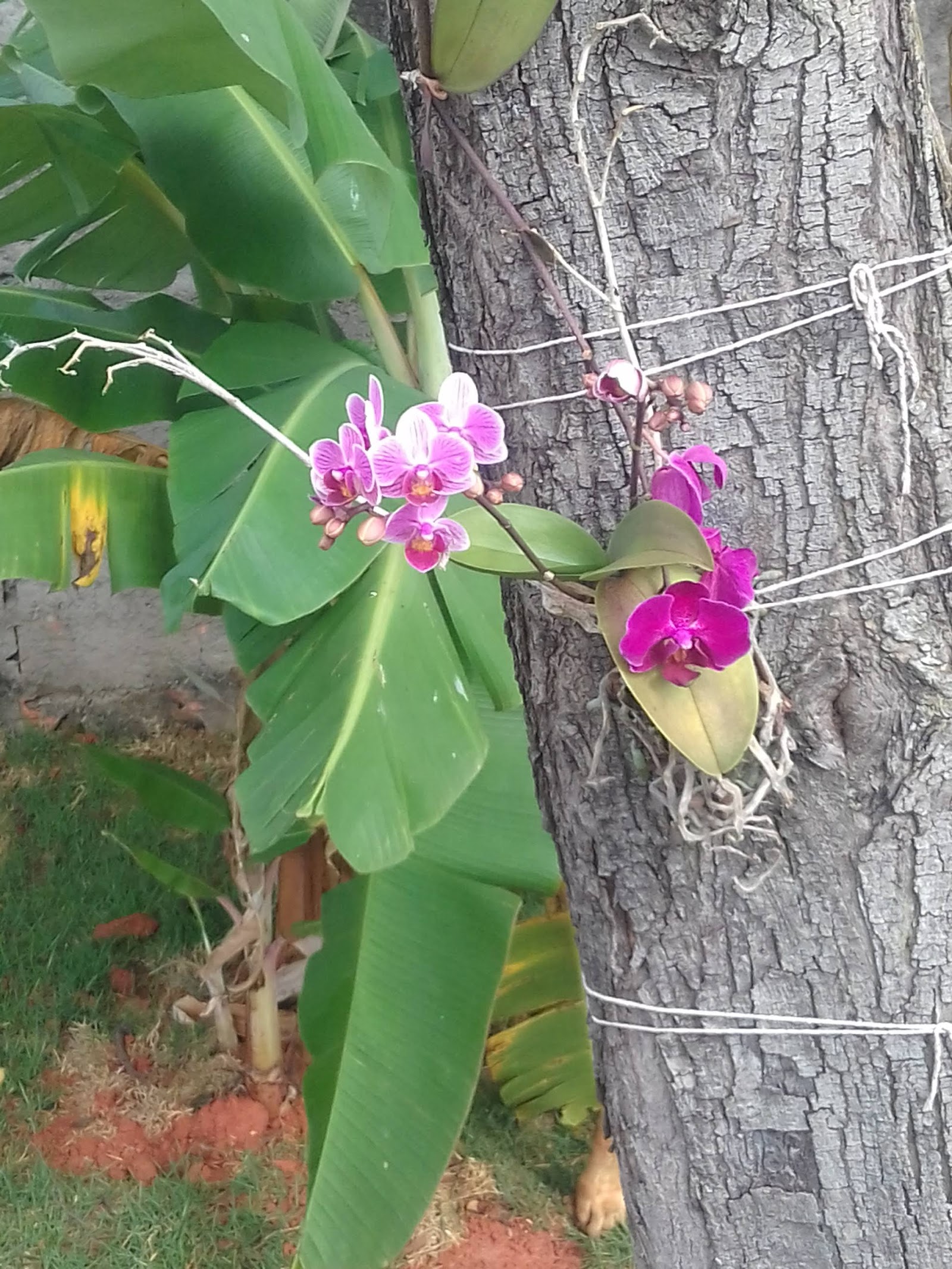 GALEGO FLORA - foto 9