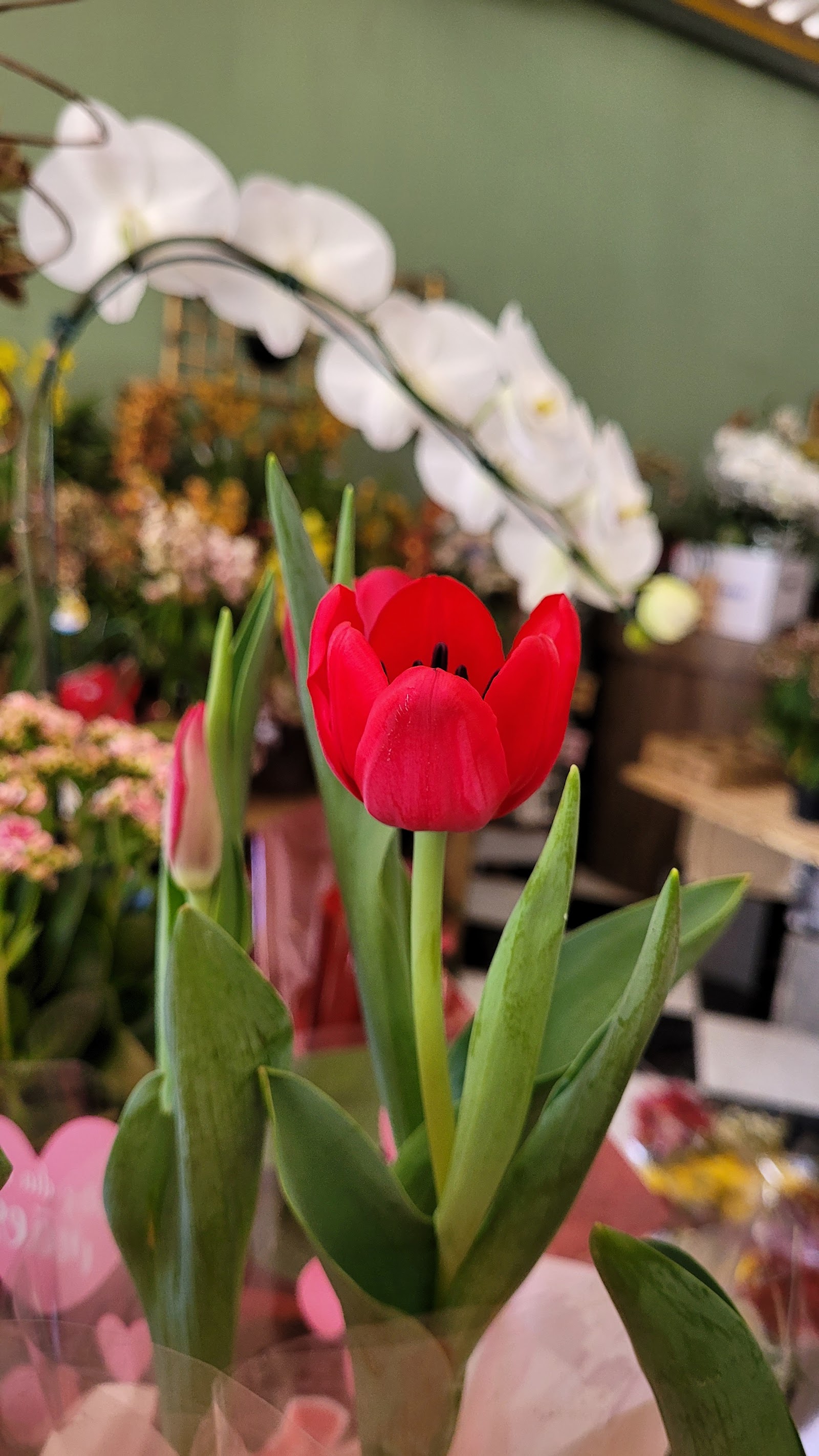 Floricultura Flora Silvestre - foto 8