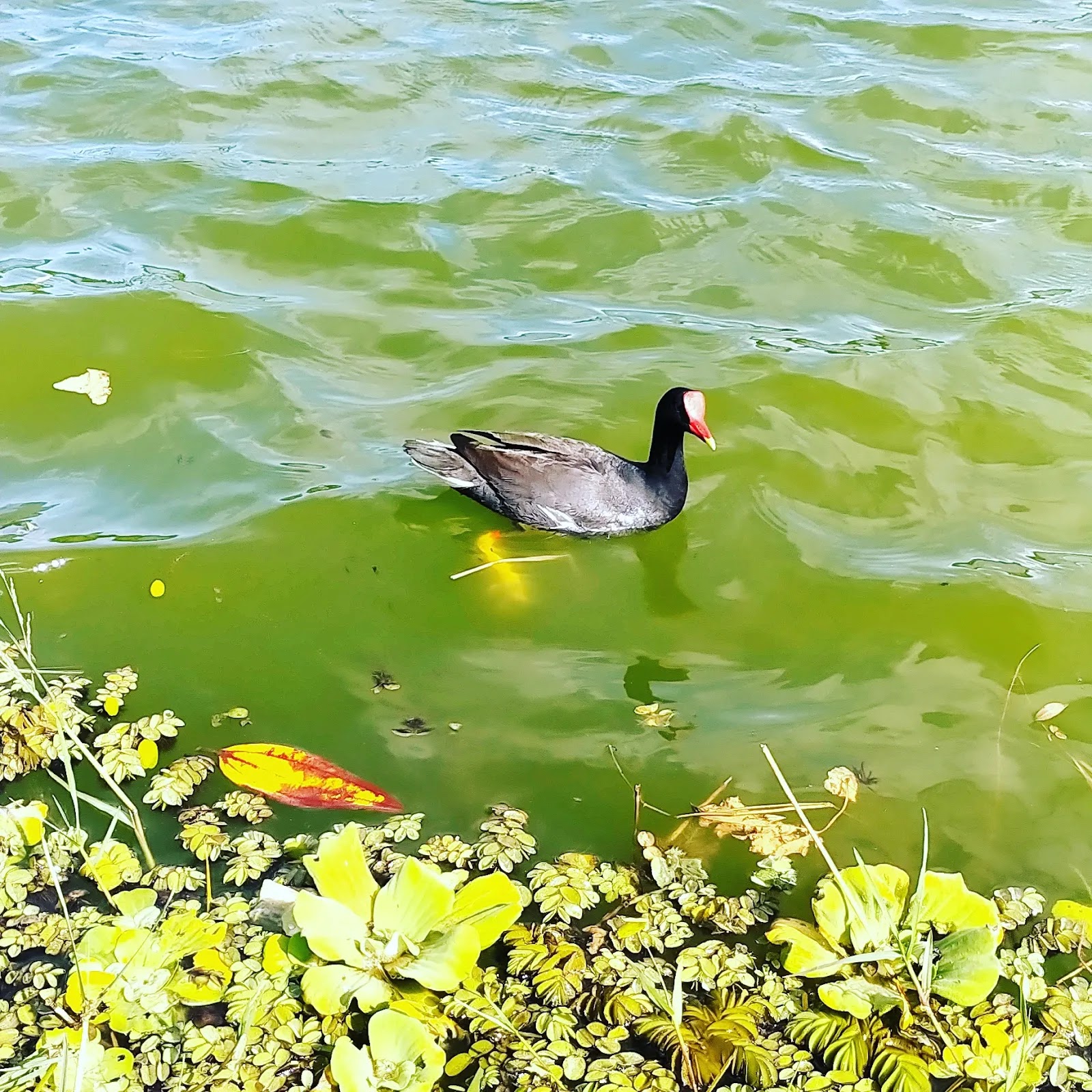 Parque das Águas "Maria Barbosa Silva" - foto 10